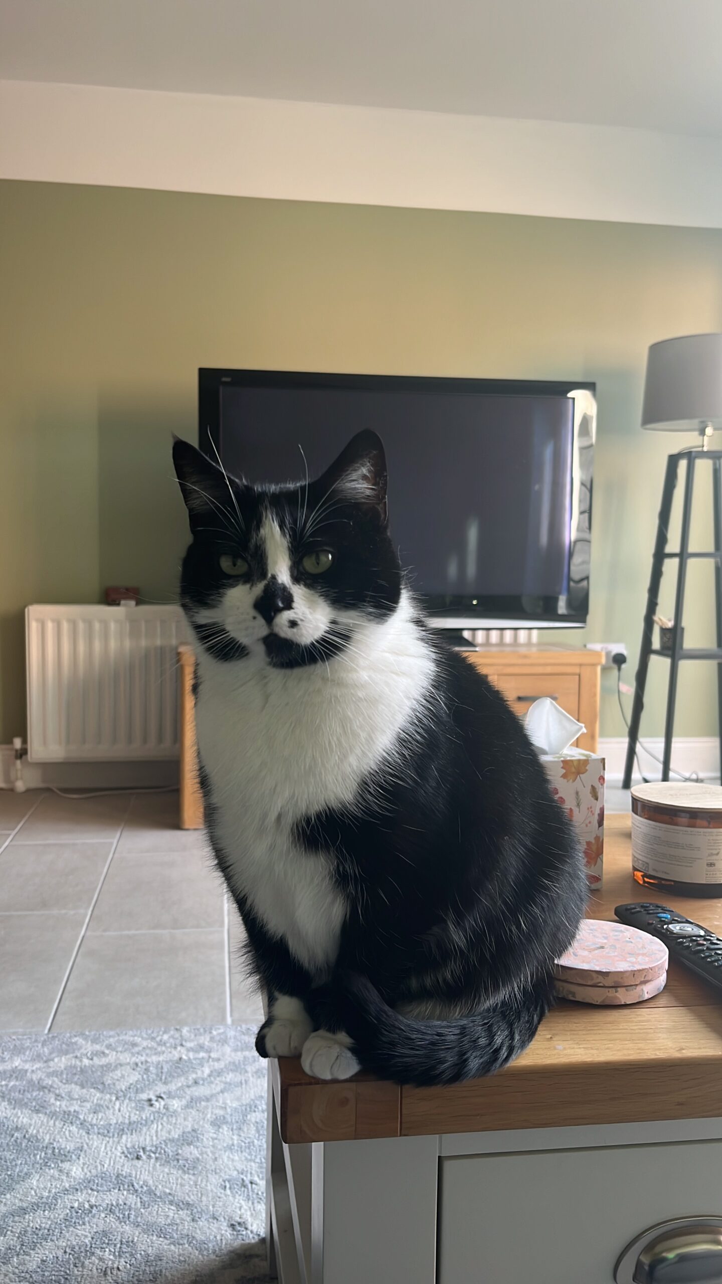 Black and white tuxedo cat on coffee table