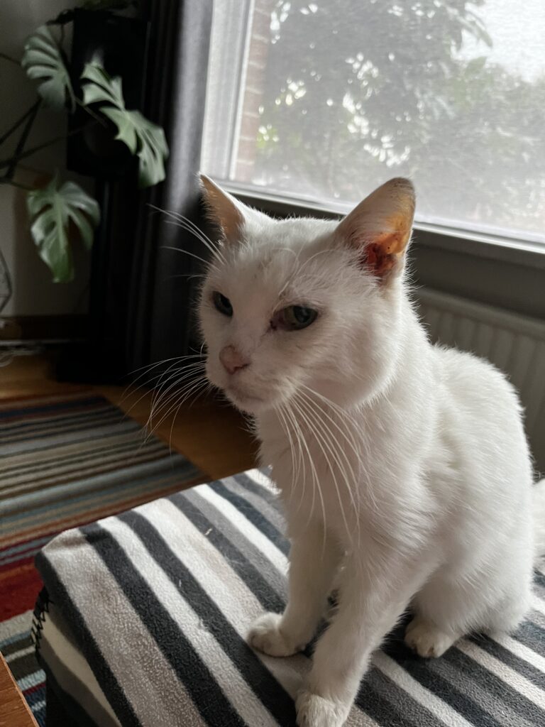 White Cat