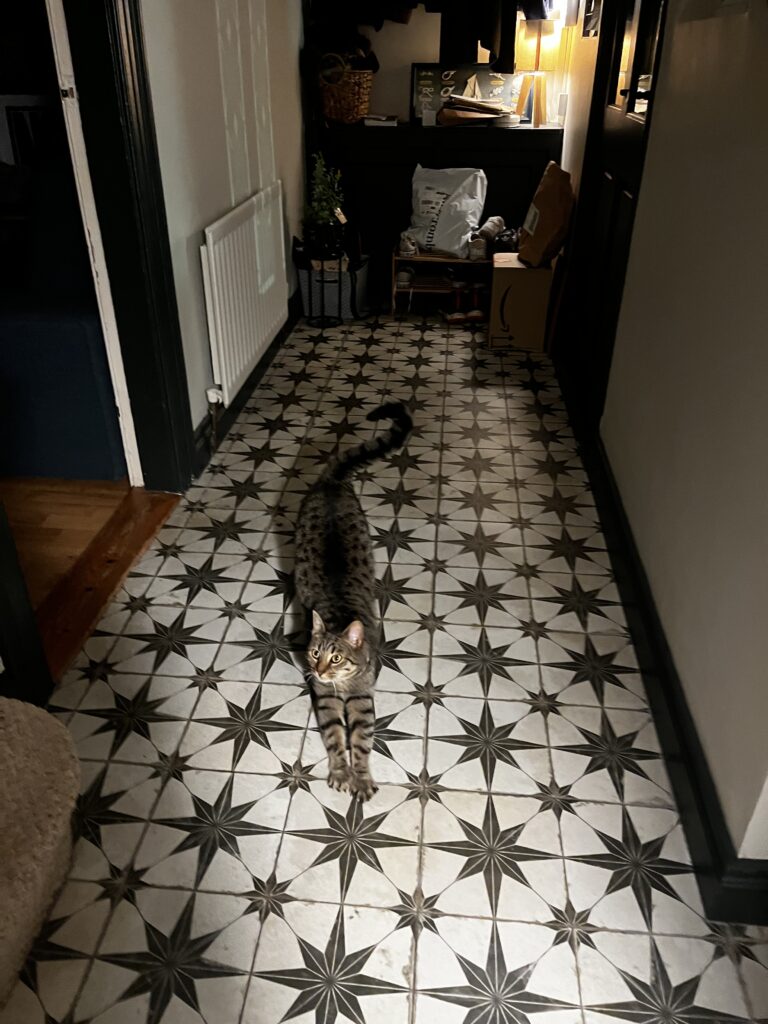 Cat Stretching
